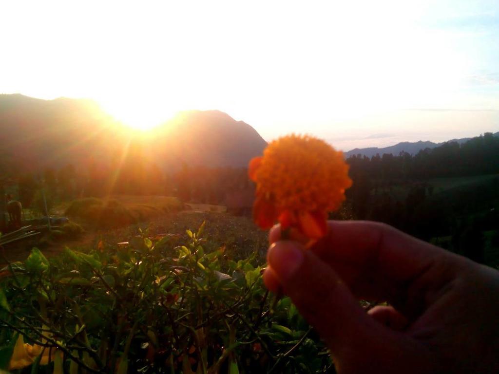 Bromo Otix Guest House Dış mekan fotoğraf